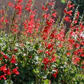 Vermillion Bluffs Mexican Sage